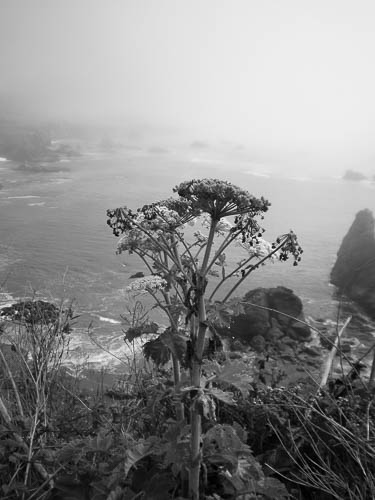 SONOMA COAST by Jeanine Stevens